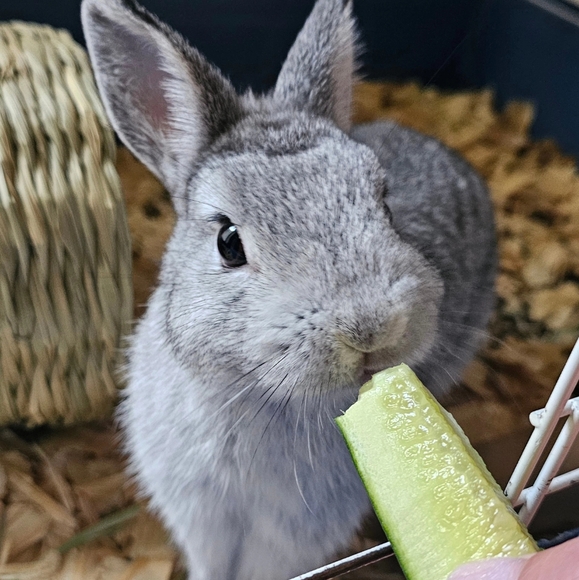 Meet your Posher, Rachel - Picture 1 of 1